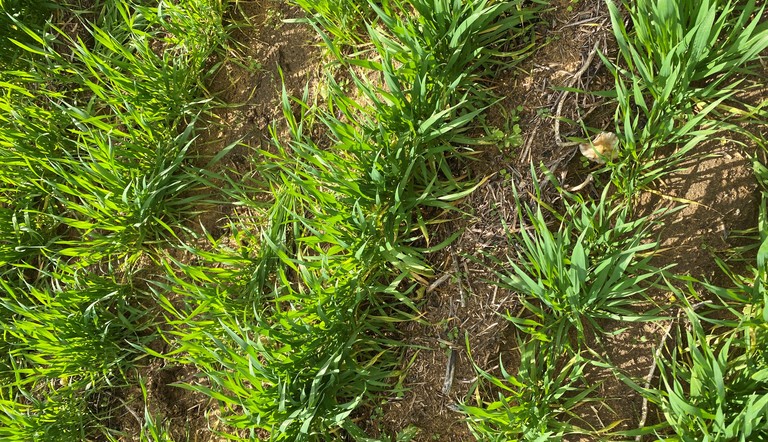 Priority 25ml + LVE MCPA 440ml + Uptake 0.5%