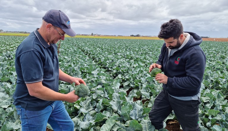 Grower Andrew Zanghi reviewing DBM in broccoli crop
