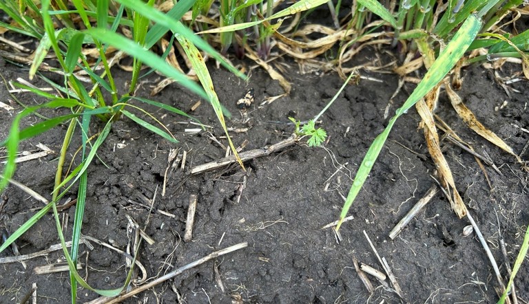 Pictured shows the broadleaf weed control provided by Paradigm and LVE MCPA post-emergent herbicides in the ADAMA Australia trial near Roseworthy last season