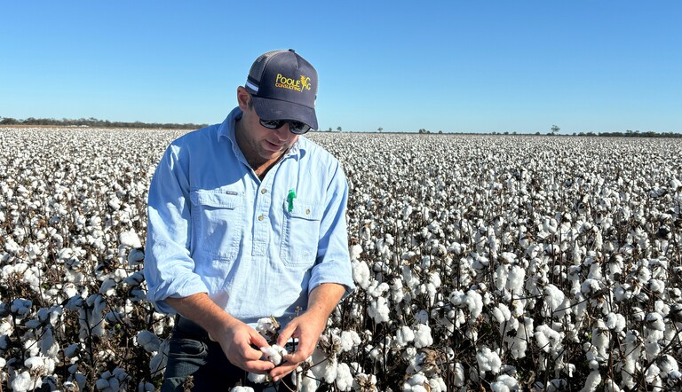 Adama Cotton