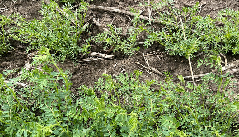 Chickpeas