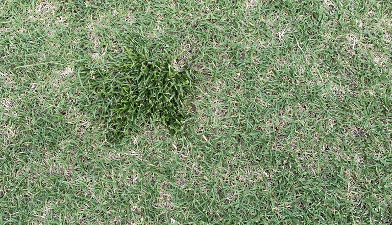Nutmeg article image