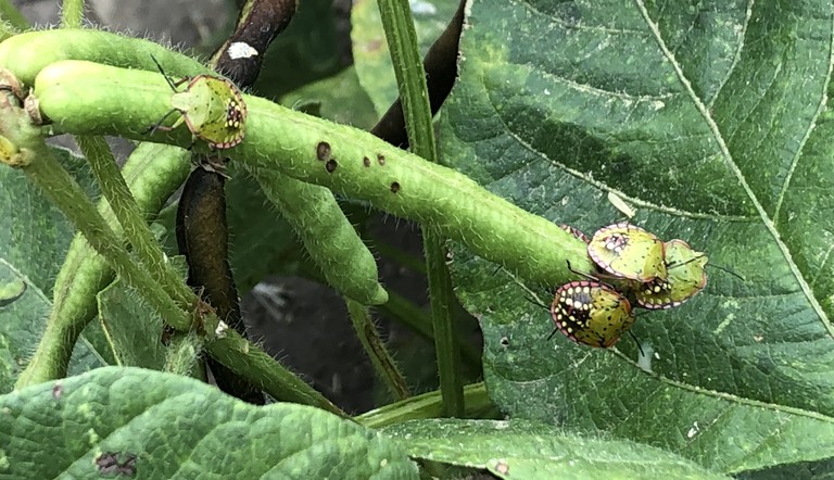 Green Vegetable Bug in Mung beans.