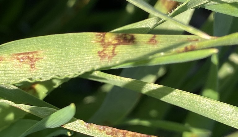 Photo 1 Net blotch in early tillering barley.jpg