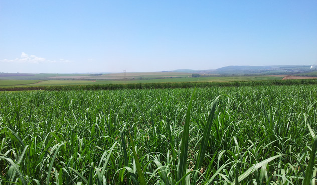 Sugarcane