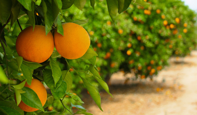 orange citrus trees