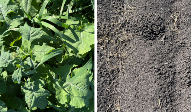 [Photos 1 & 2: Trials with Monsoon herbicide against a range of broadleaf weeds, including this weed mix on the Darling Downs in Queensland, have clearly demonstrated its effectiveness, in this case applied at 4 litres per hectare in a tank mix with 330 millilitres/ha of Platinum XTRA, containing clethodim, as well as Hasten at 1 per cent.] 