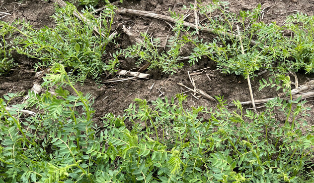Chickpeas