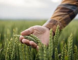 Grower inspecting wheat crop in field