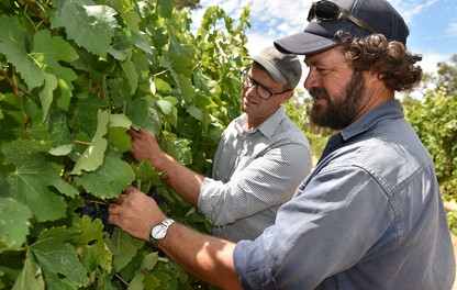 grower Richard Bateman survey grapevine