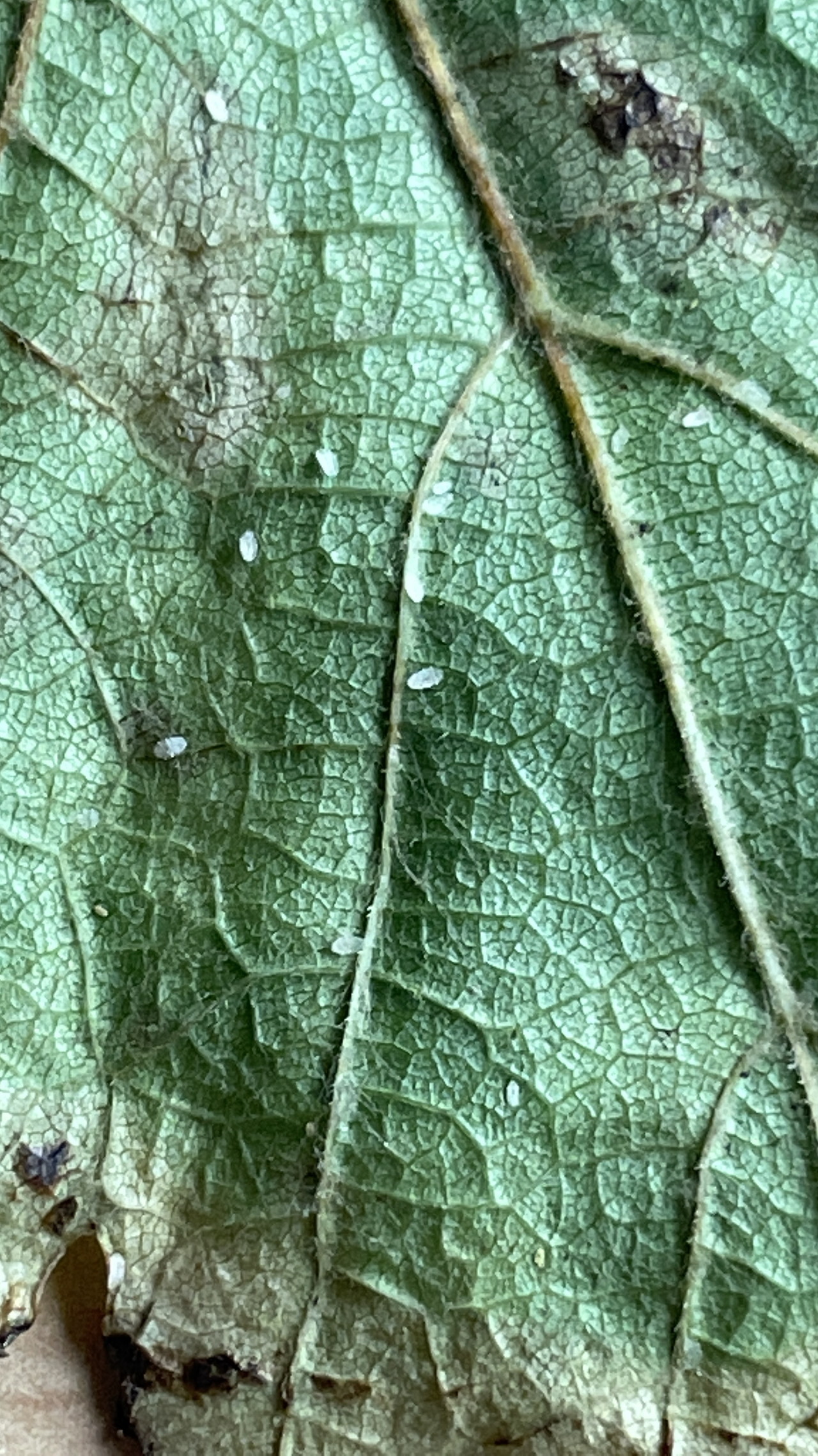 Longtailed mealybug