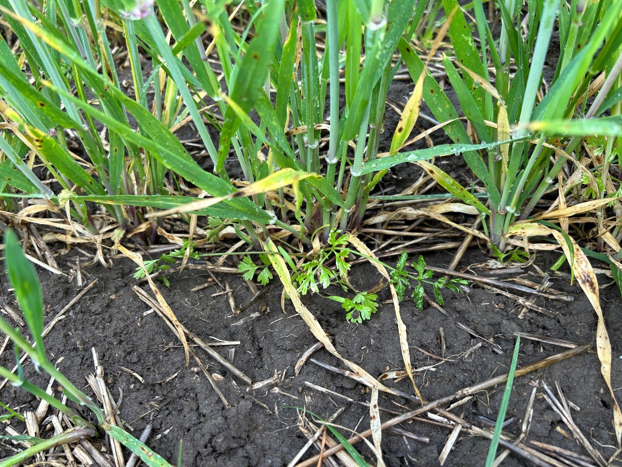 Pictured shows the control provided by a tank-mix application of Priority and Quadrant post-emergent herbicides in the ADAMA Australia trial near Roseworthy last season.Pictured shows the control provided by a tank-mix application of Priority and Quadrant post-emergent herbicides in the ADAMA Australia trial near Roseworthy last season.