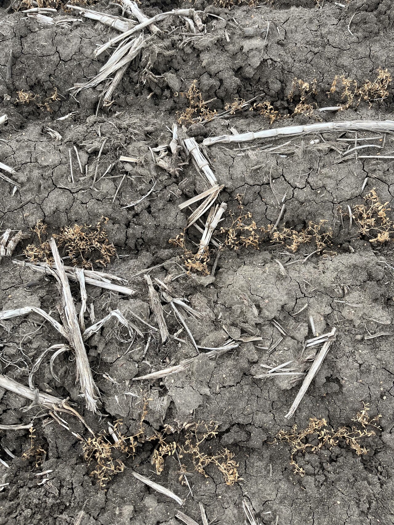 Pictured shows the control of the chickpeas from an application of Grindstone at 32 mL/ha in a tank-mix with Flagship 400 at 265 mL/ha