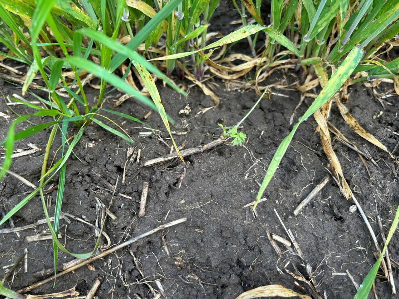 tank-mix application of Priority®