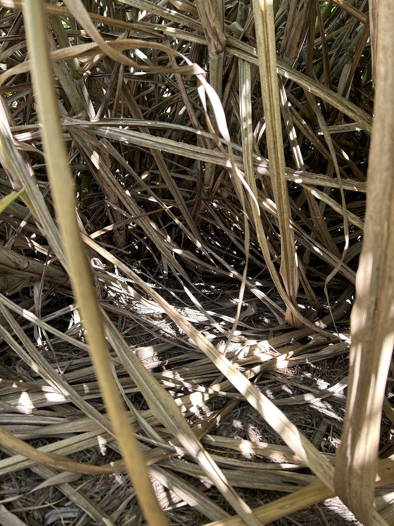 Adama Sugar plant cane
