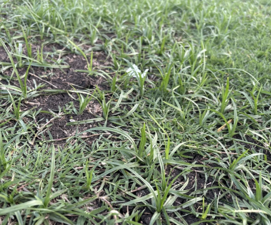 nutgrass edm image2.png