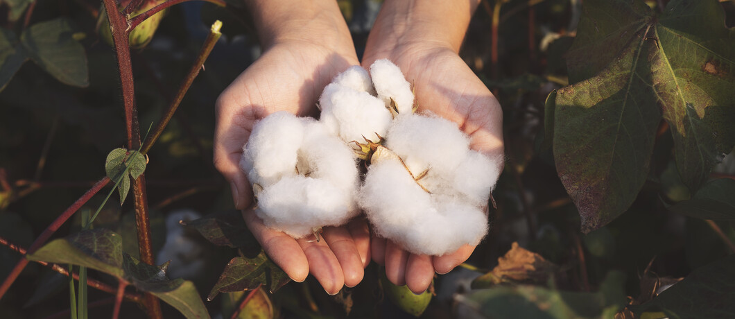 Cotton crops