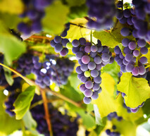 ADAMA Grape Solutions