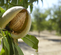 Biovanta - Almonds image