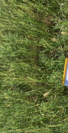 Untreated control, annual ryegrass and barley grass in lupins