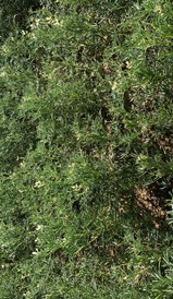 Ultro® 900 WG 1.7 kg/ha applied prior to sowing