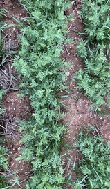 Ultro® 1.7 kg/ha applied prior to sowing