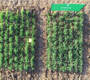 Ultro® 1.7 kg/ha controlling annual ryegrass in lentils