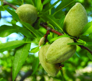 Almonds Website.jpg