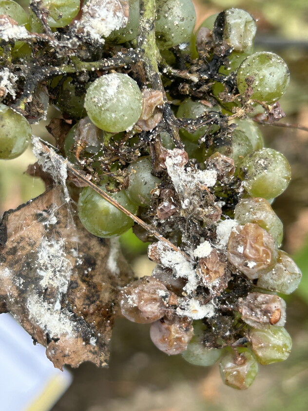 ADAMA Trivor Sept24 7 (1).JPG