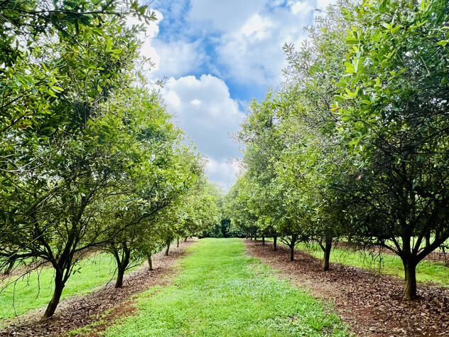 Macadamia orchard