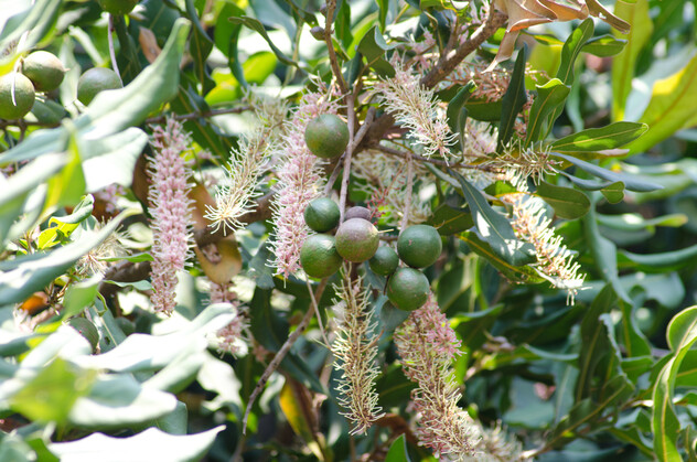 Macadamia flowers