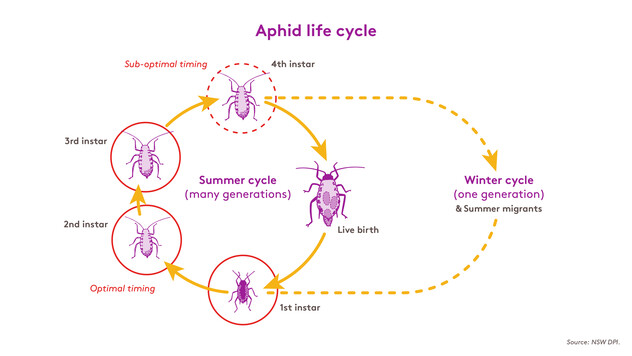Ateka Aphid life cycle