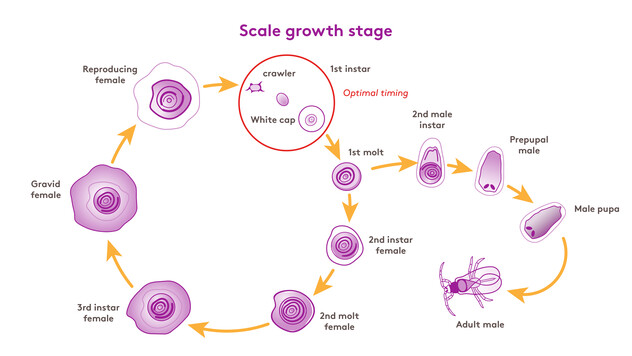 Ateka scale lifecycle