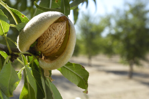Biovanta - Almonds image