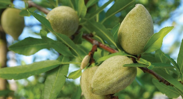 Almonds 4 cropped.jpg