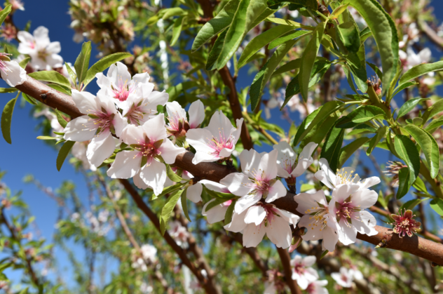 actavan blossom.png