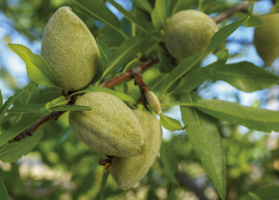 close up of Almonds