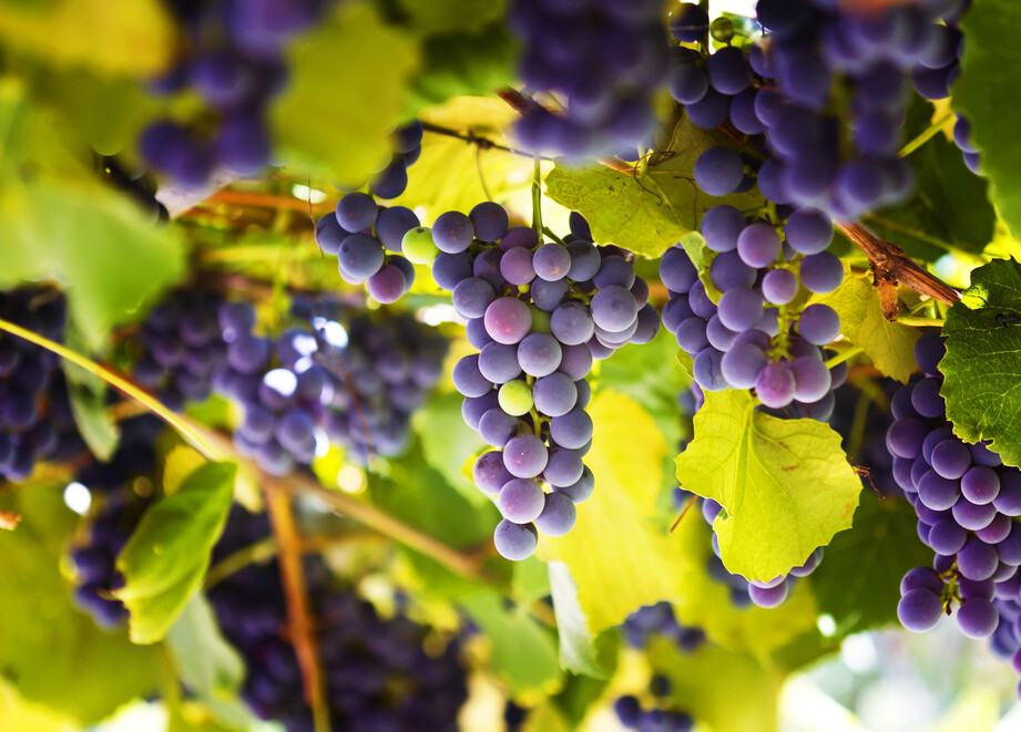 ADAMA Grape Solutions