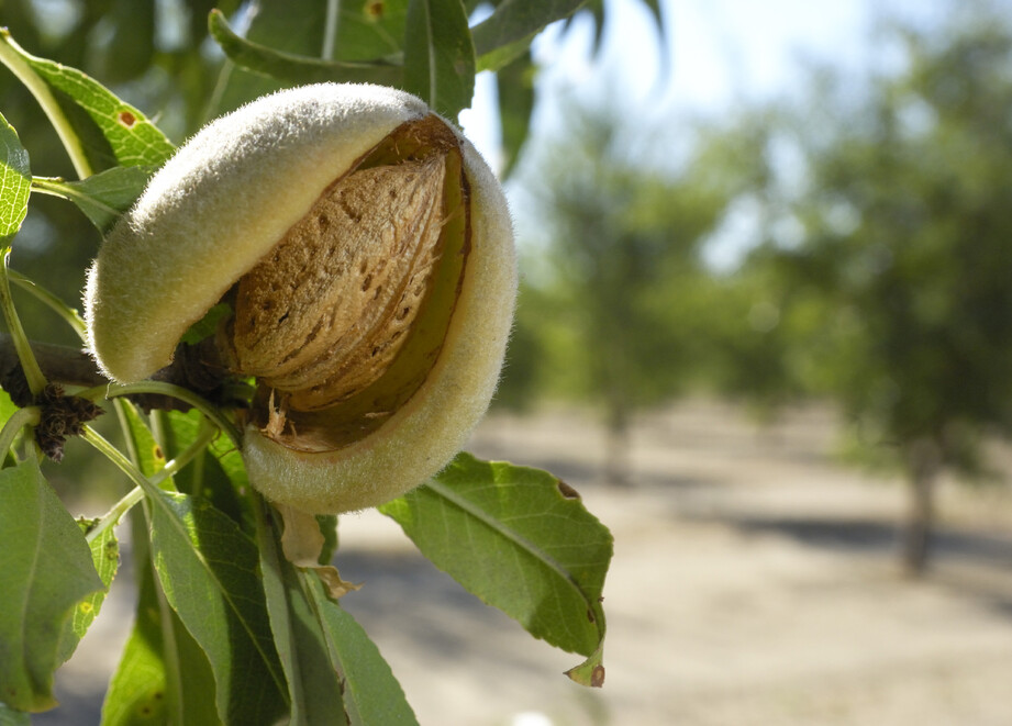 Biovanta - Almonds image