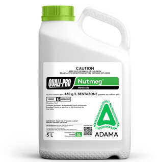 Nutmeg 5L Bottle 