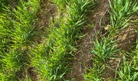 Priority 25ml + LVE MCPA 440ml + Uptake 0.5%