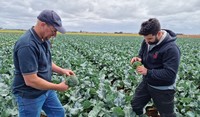 Grower Andrew Zanghi reviewing DBM in broccoli crop