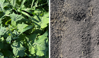 [Photos 1 & 2: Trials with Monsoon herbicide against a range of broadleaf weeds, including this weed mix on the Darling Downs in Queensland, have clearly demonstrated its effectiveness, in this case applied at 4 litres per hectare in a tank mix with 330 millilitres/ha of Platinum XTRA, containing clethodim, as well as Hasten at 1 per cent.] 