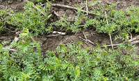 Chickpeas