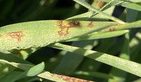Photo 1 Net blotch in early tillering barley.jpg
