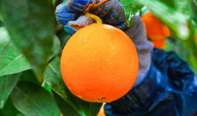 up close image of Orange