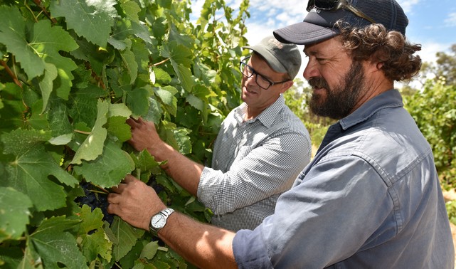 grower Richard Bateman survey grapevine