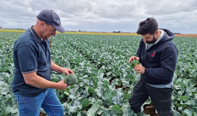 Grower Andrew Zanghi reviewing DBM in broccoli crop