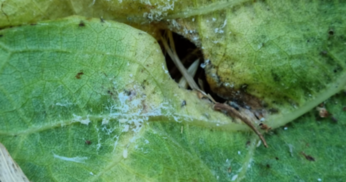 Powerful new insecticide packs fast, extended punch | ADAMA Australia