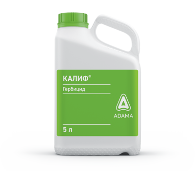kalif